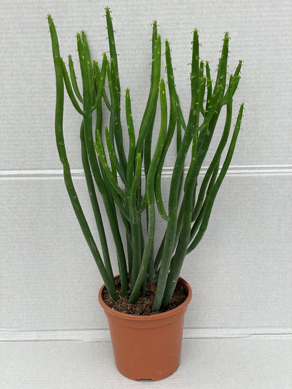 Euphorbia Cedrorum