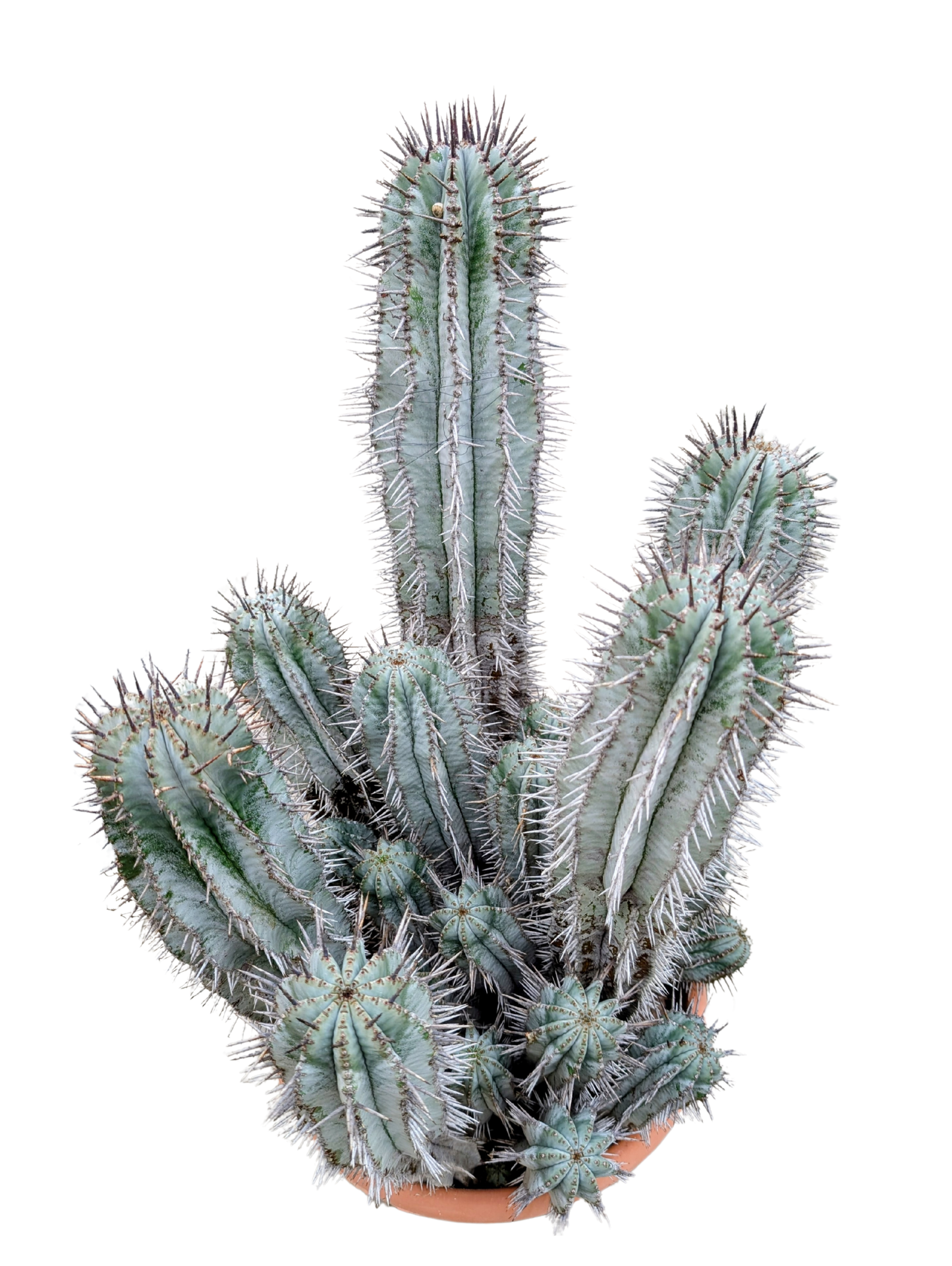 
                  
                    Euphorbia horrida
                  
                