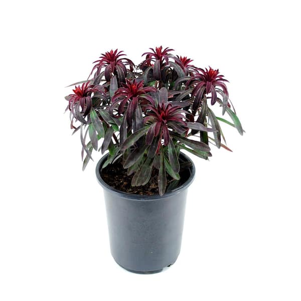 Euphorbia Miner's Merlot
