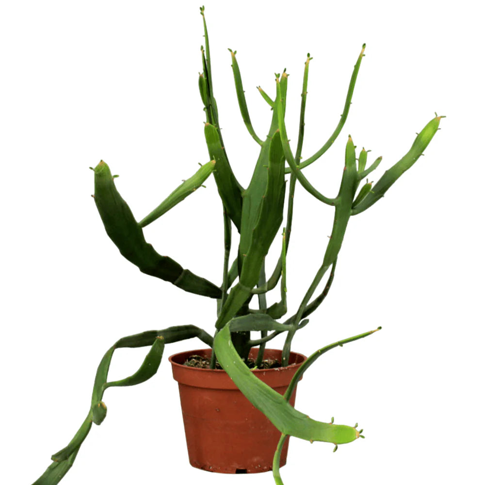 Euphorbia Xylophyloides