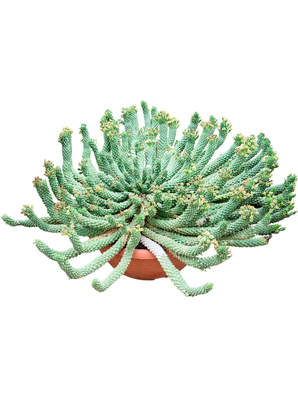 Euphorbia caput-medusae