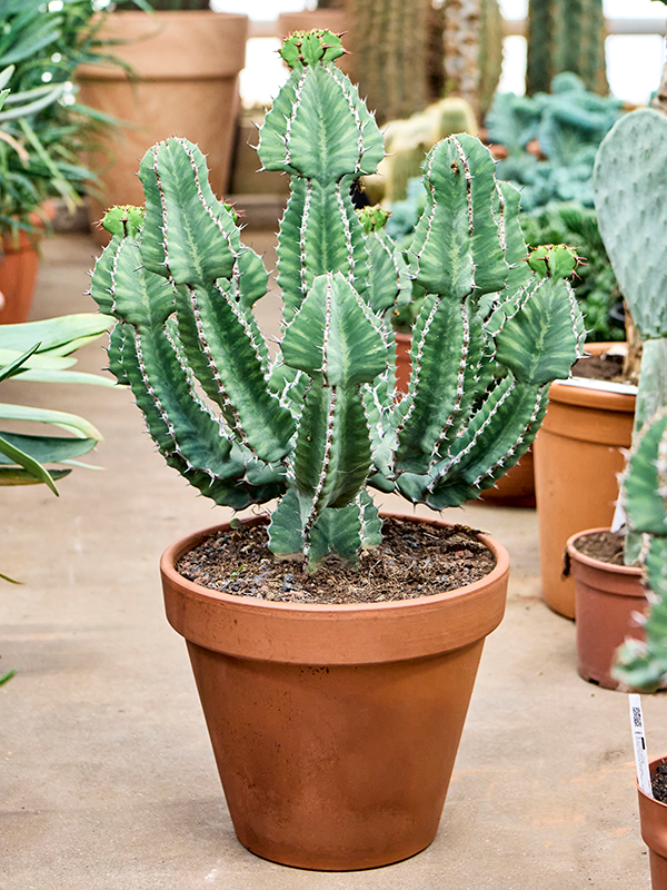 
                  
                    Euphorbia cooperi
                  
                