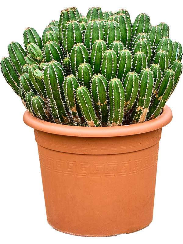 Euphorbia echinus