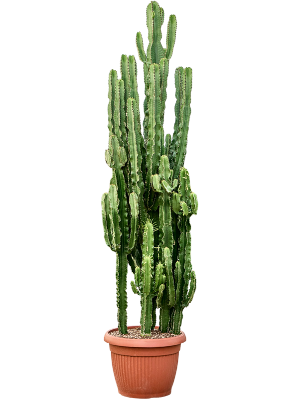 
                  
                    Euphorbia erytrea
                  
                