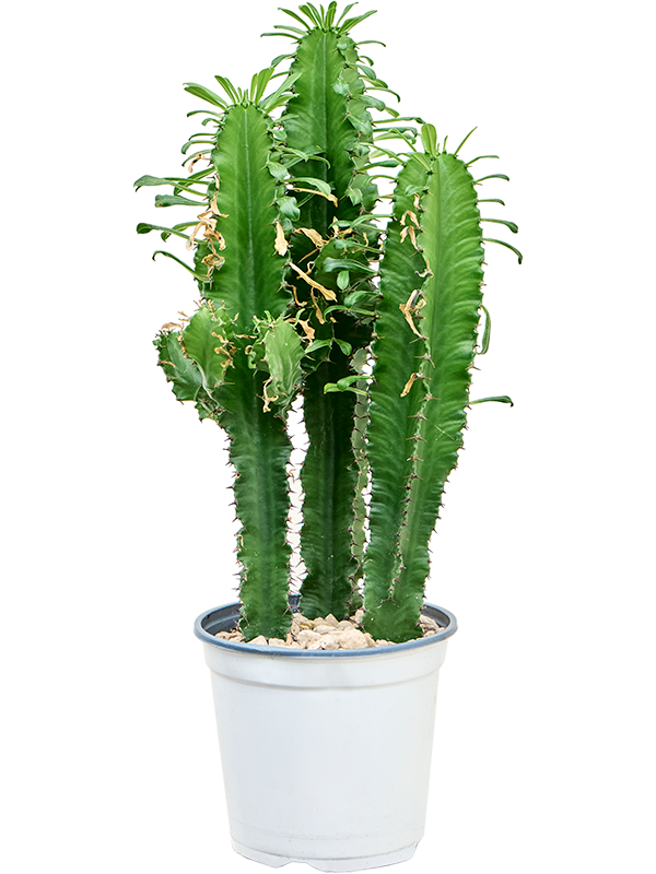 
                  
                    Euphorbia erytrea
                  
                
