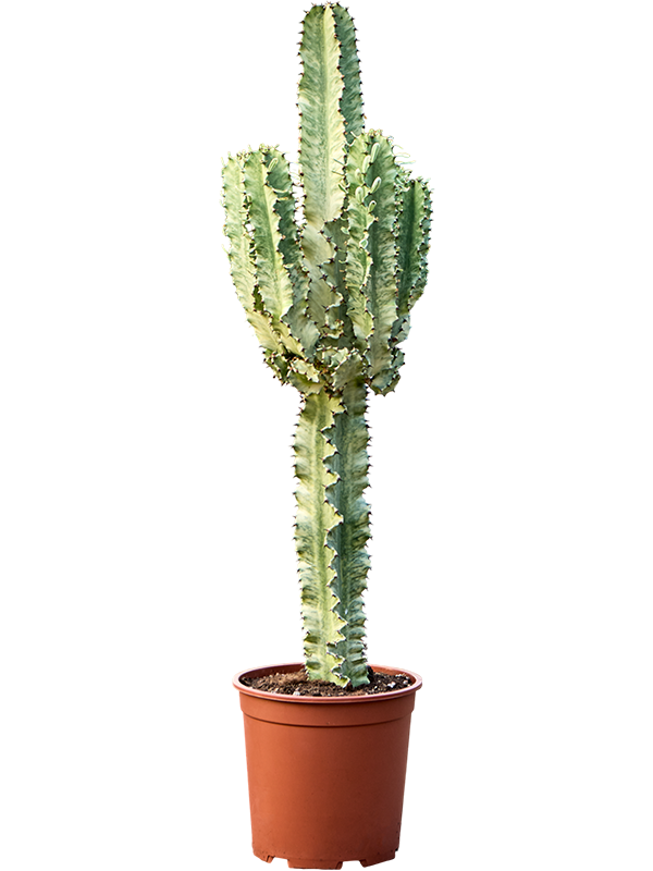 
                  
                    Euphorbia erytrea Variegata
                  
                