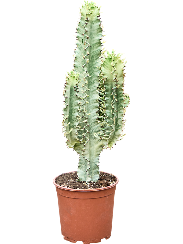Euphorbia erytrea Variegata