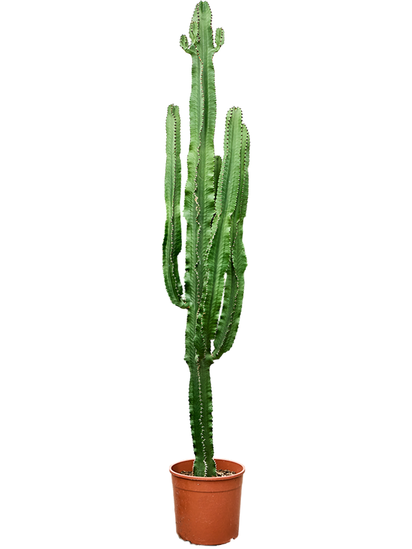 
                  
                    Euphorbia erytrea
                  
                