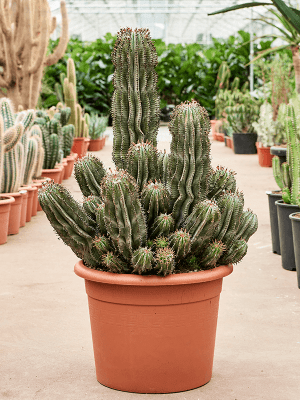 Euphorbia horrida