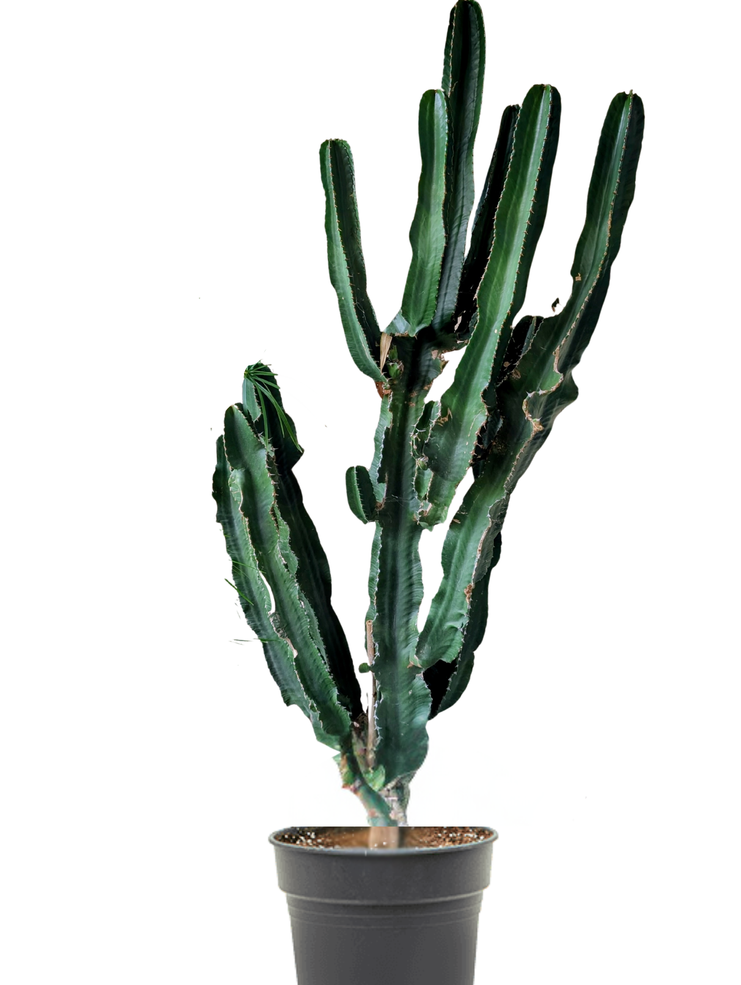 
                  
                    Euphorbia ingens
                  
                