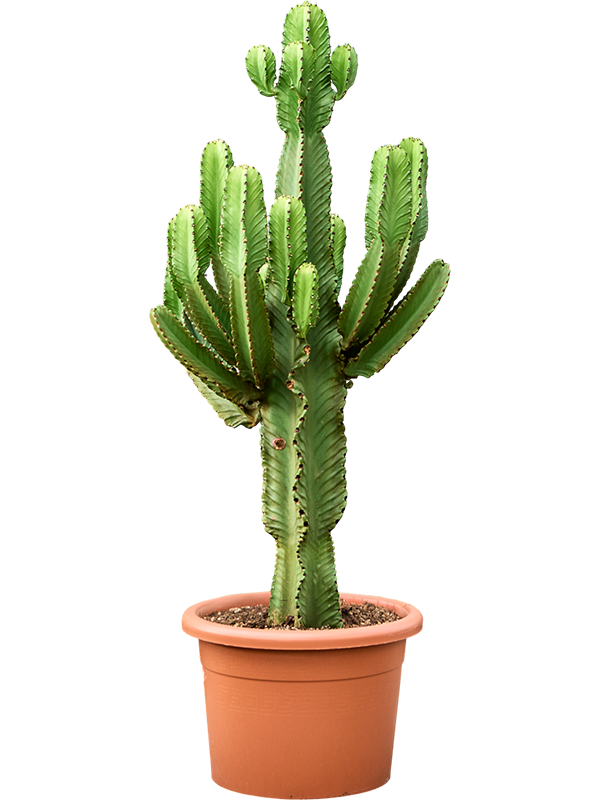 
                  
                    Euphorbia ingens
                  
                