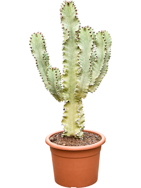
                  
                    Euphorbia ingens marmorata
                  
                
