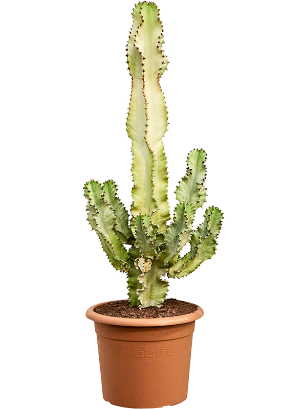 
                  
                    Euphorbia ingens marmorata
                  
                