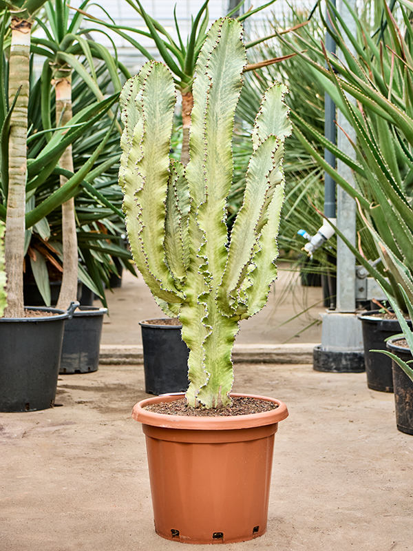 
                  
                    Euphorbia ingens marmorata
                  
                