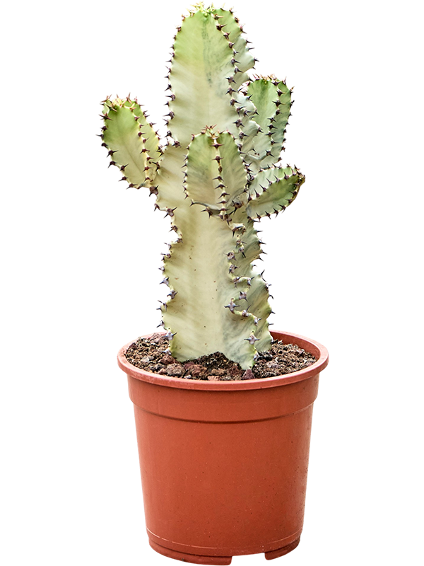 
                  
                    Euphorbia ingens marmorata
                  
                
