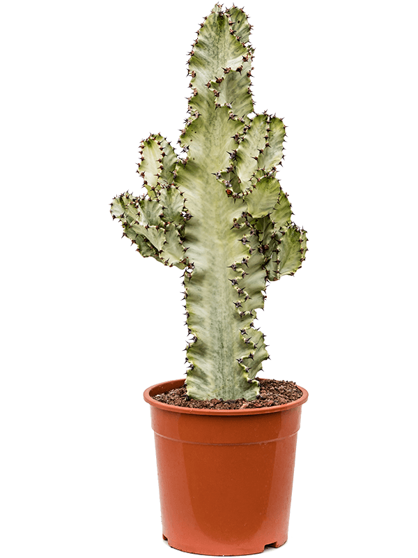 
                  
                    Euphorbia ingens marmorata.
                  
                