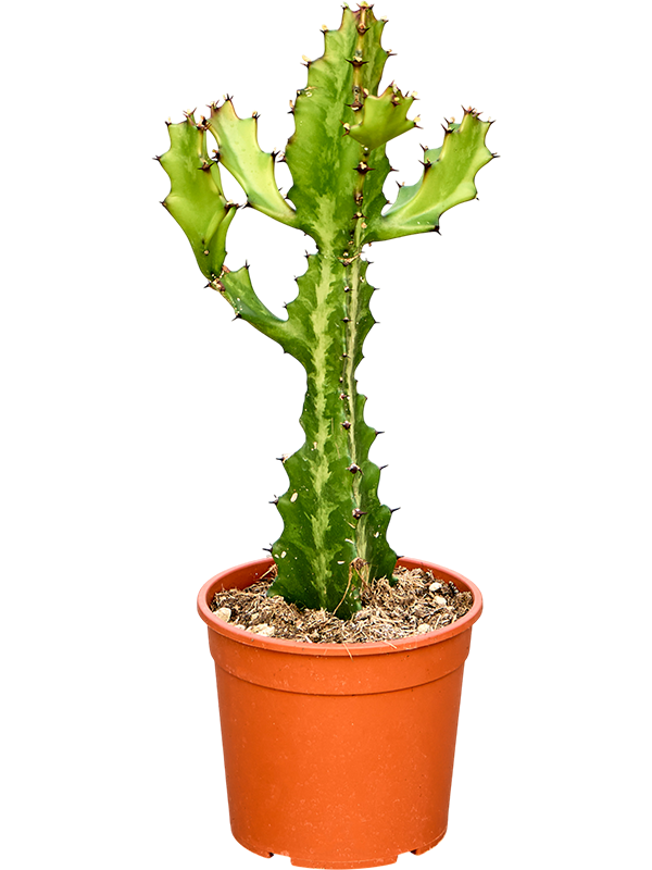 
                  
                    Euphorbia Lactea compacta
                  
                