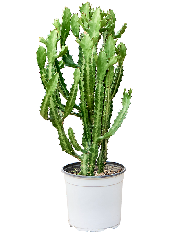 
                  
                    Euphorbia Lactea compacta
                  
                