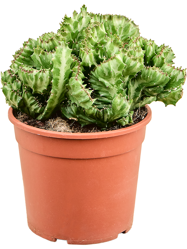Euphorbia lactea Cristata