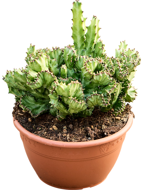 
                  
                    Euphorbia lactea Cristata
                  
                