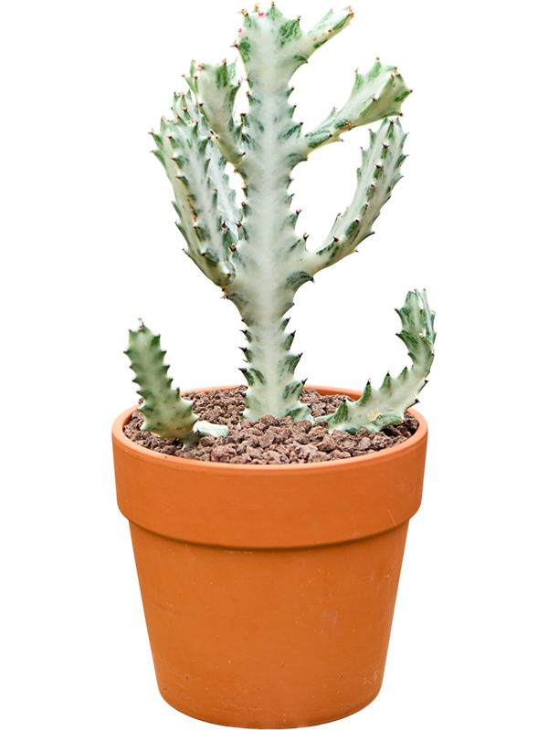 
                  
                    Euphorbia lactea Ghost
                  
                