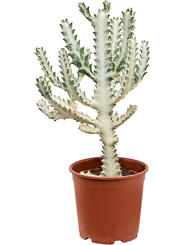 Euphorbia lactea Ghost