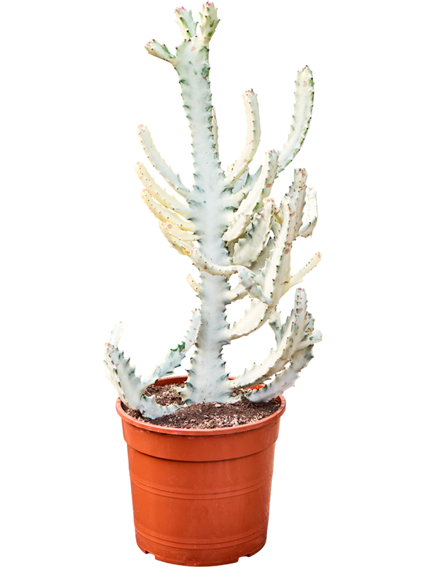 
                  
                    Euphorbia lactea Ghost
                  
                