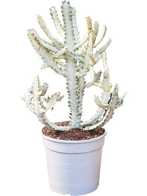 
                  
                    Euphorbia lactea Ghost
                  
                