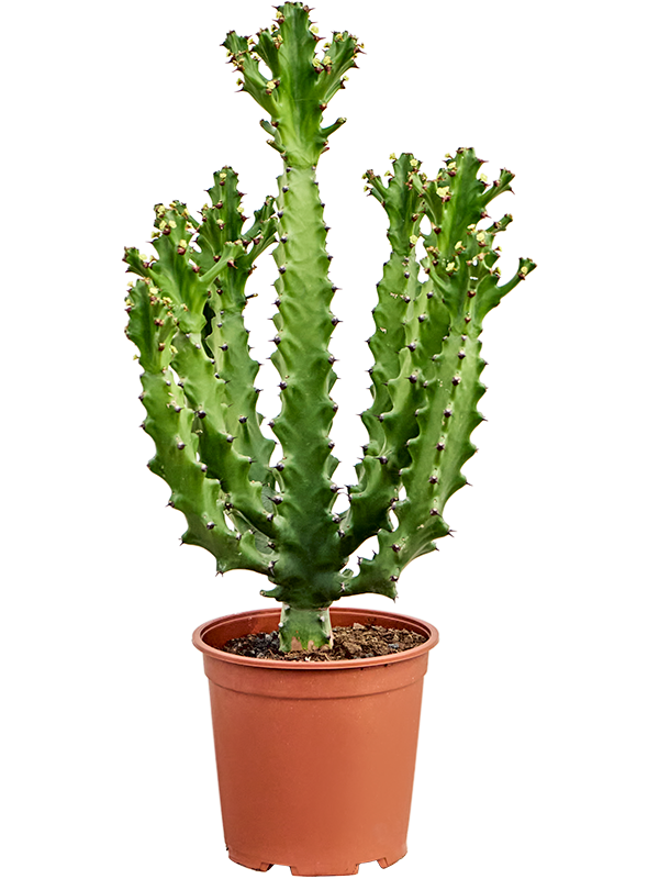 Euphorbia mayuranathanii