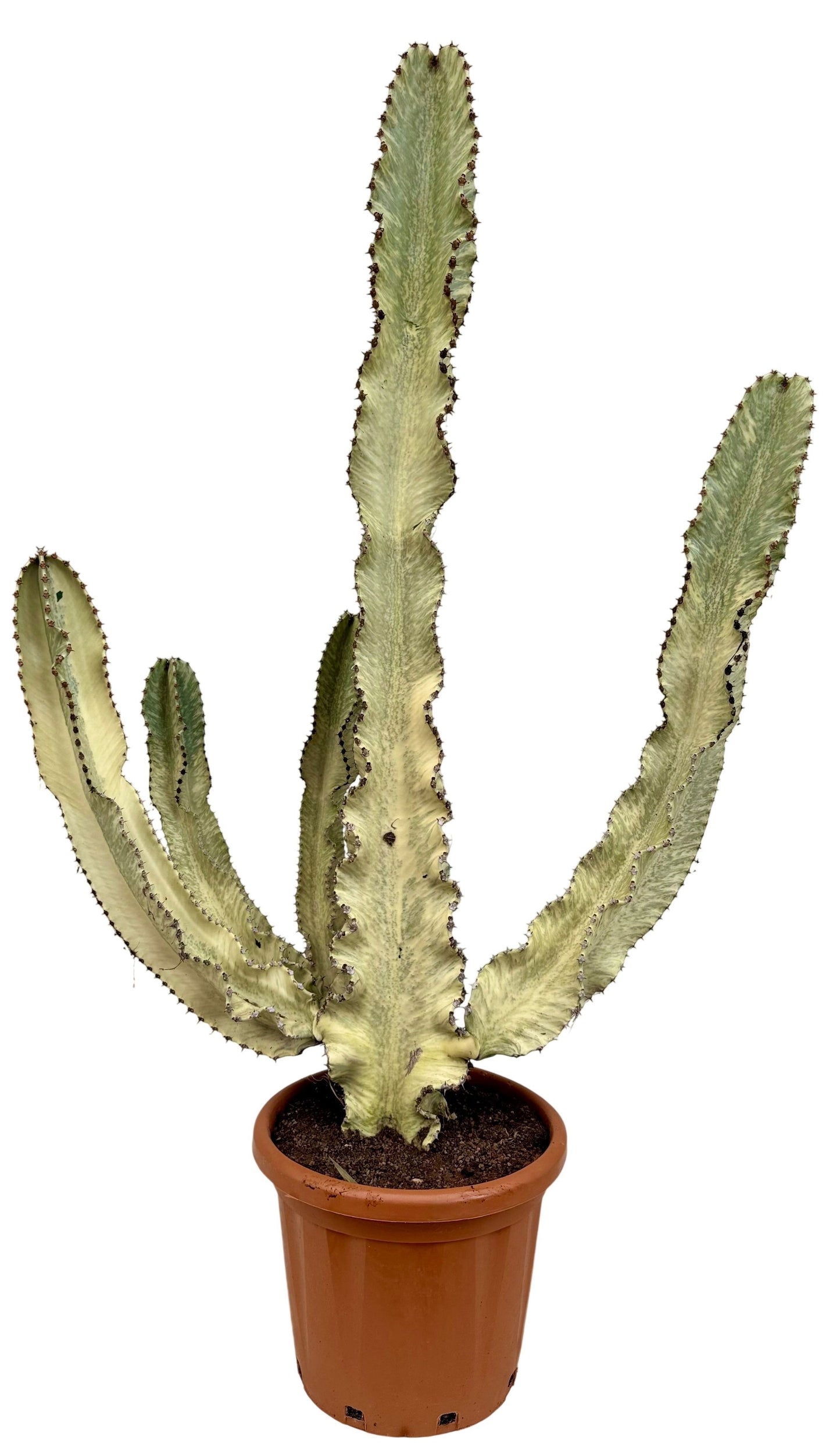 
                  
                    Euphorbia ingens marmorata
                  
                