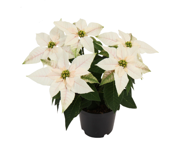 
                  
                    Euphorbia pulcherrima
                  
                