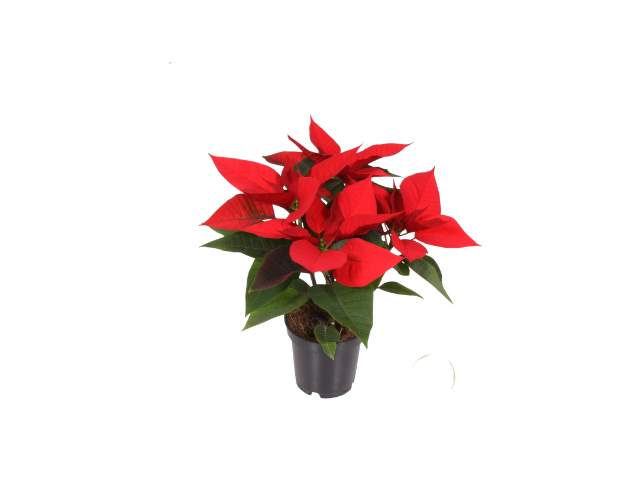 
                  
                    Euphorbia pulcherrima
                  
                