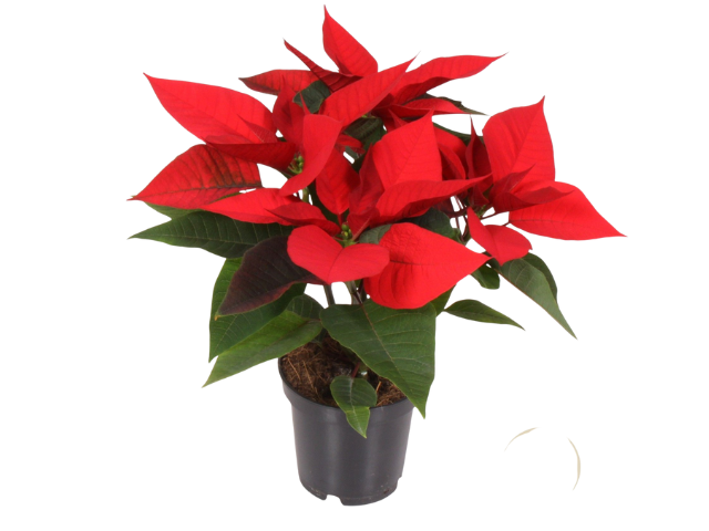 
                  
                    Euphorbia pulcherrima
                  
                