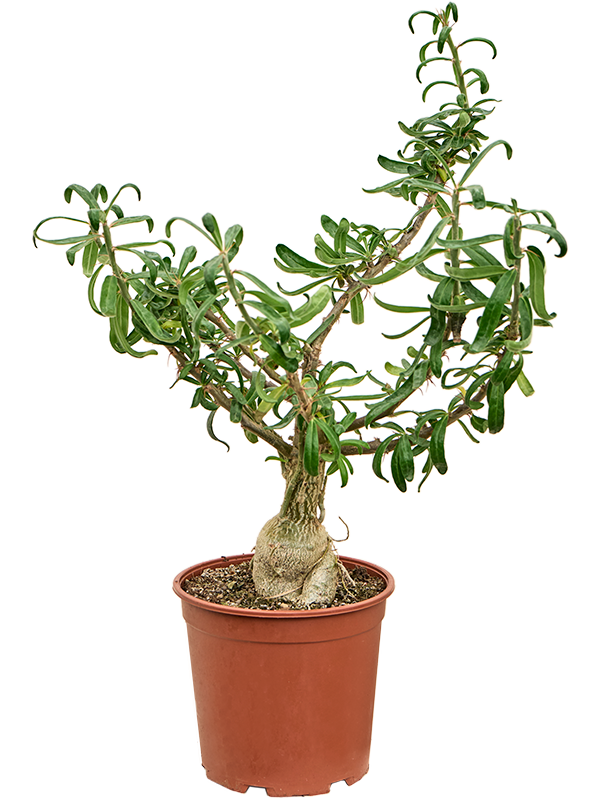 Euphorbia stellata