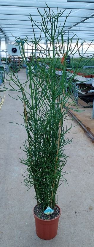 
                  
                    Euphorbia trucalli
                  
                