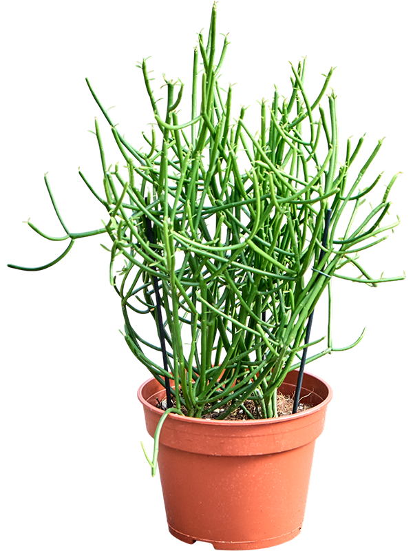 
                  
                    Euphorbia trucalli
                  
                