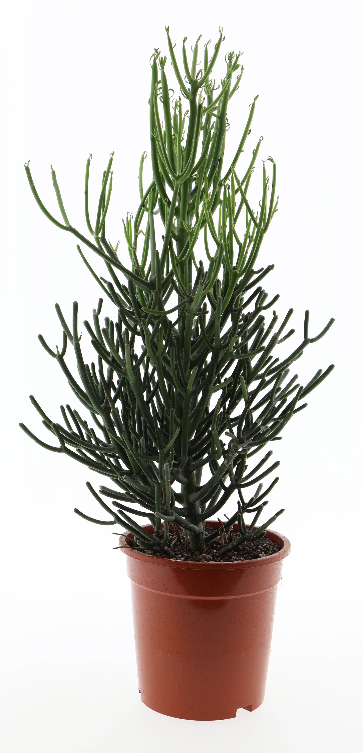 
                  
                    Euphorbia trucalli
                  
                