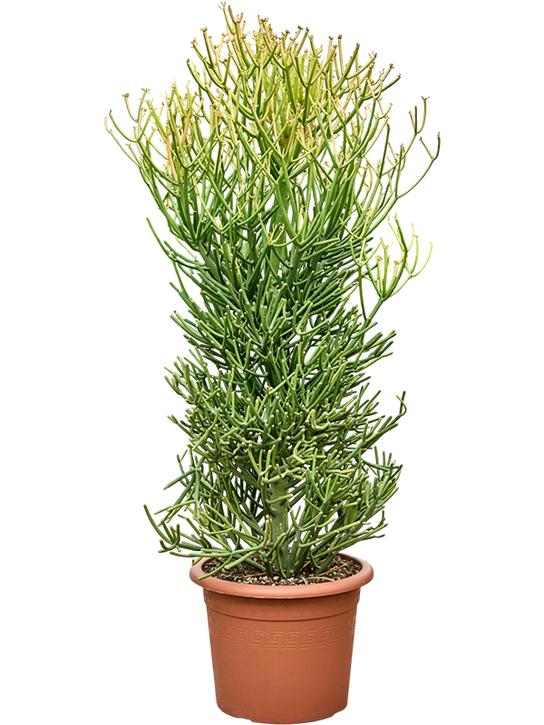 
                  
                    Euphorbia tirucalli 'Stick on Fire'
                  
                