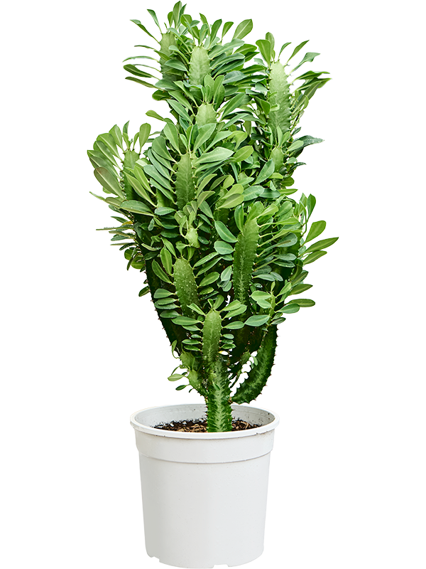 
                  
                    Euphorbia trigona
                  
                