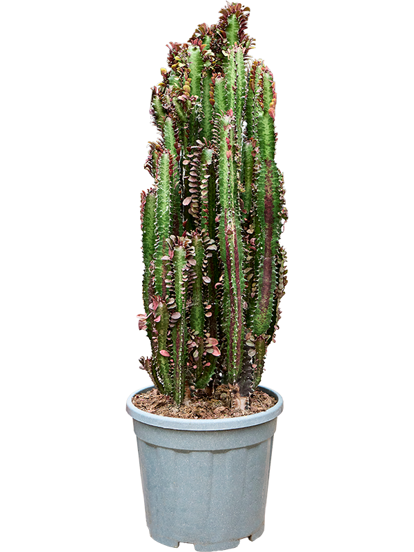 Euphorbia trigona Rubra