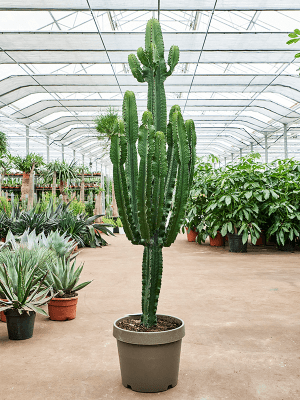 Euphorbia erytrea
