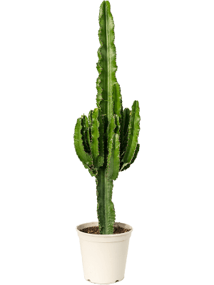 
                  
                    Euphorbia erytrea
                  
                