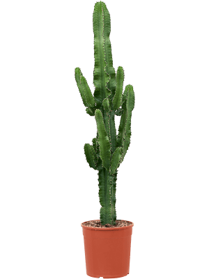 
                  
                    Euphorbia erytrea
                  
                