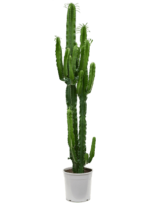 
                  
                    Euphorbia erytrea
                  
                