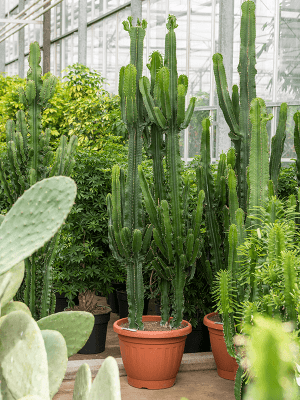 
                  
                    Euphorbia erytrea
                  
                