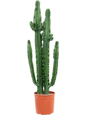 
                  
                    Euphorbia erytrea.
                  
                