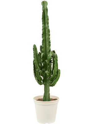 
                  
                    Euphorbia erytrea
                  
                