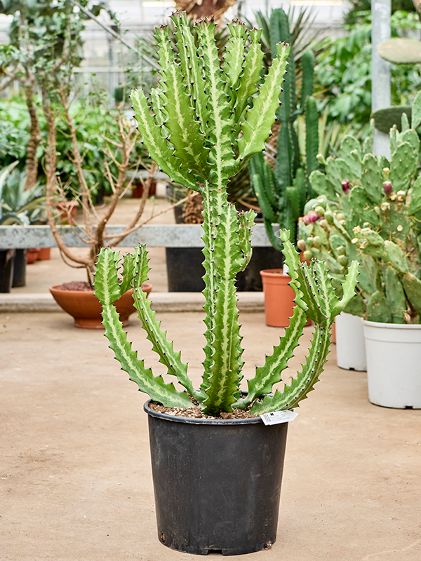 
                  
                    Euphorbia Lactea compacta
                  
                