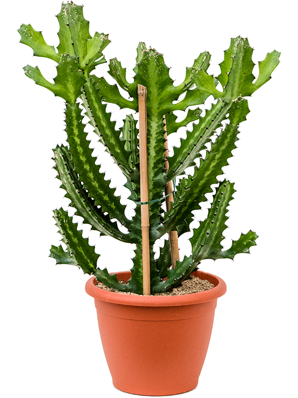 
                  
                    Euphorbia Lactea compacta
                  
                