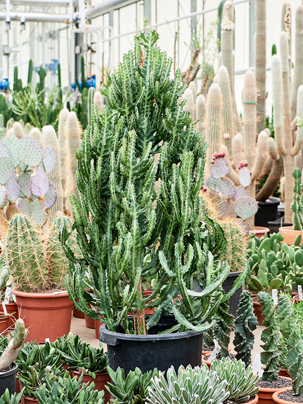 Euphorbia Lactea compacta